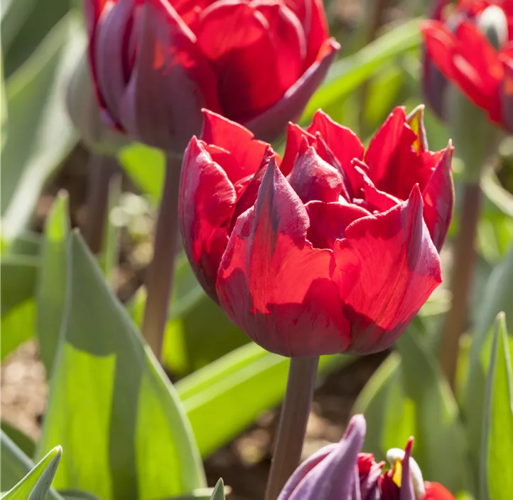 Tulpe 'Red Princess'