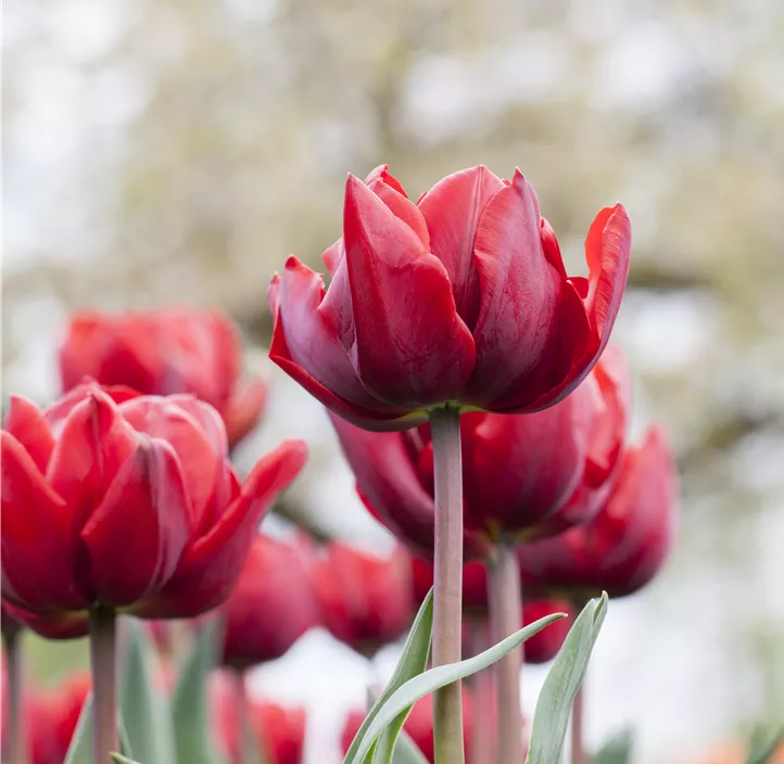 Tulpe 'Red Princess'