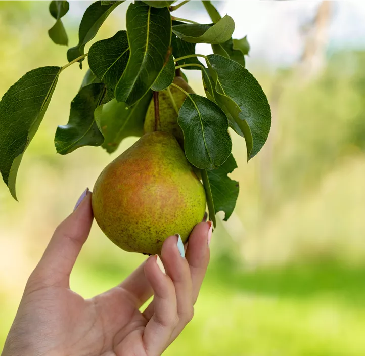 Birne 'Bosc´s Flaschenbirne'