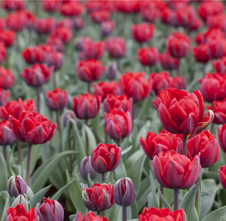 Tulpe 'Red Princess'