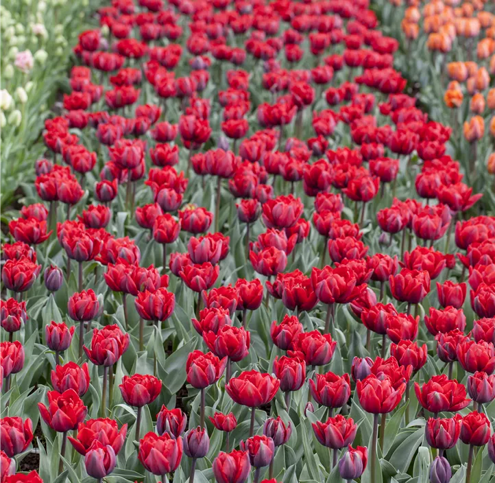 Tulpe 'Red Princess'