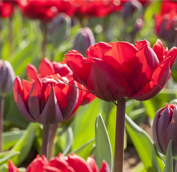 Tulpe 'Red Princess'