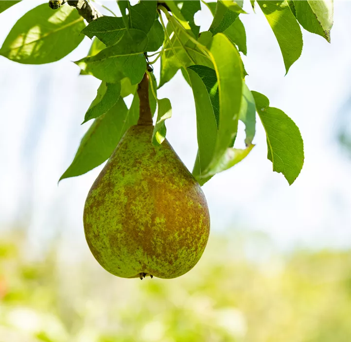 Birne 'Bosc´s Flaschenbirne'