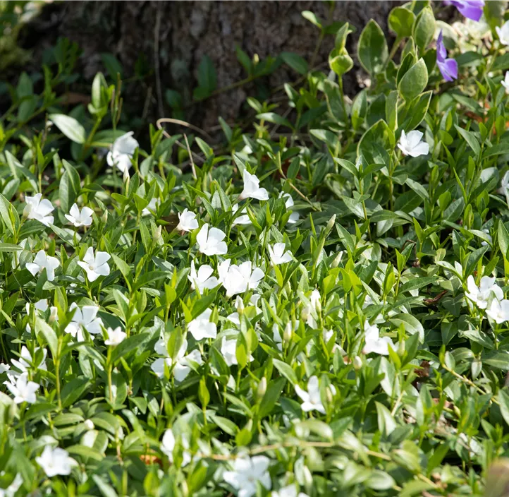 Kleines Garten-Immergrün 'Alba'