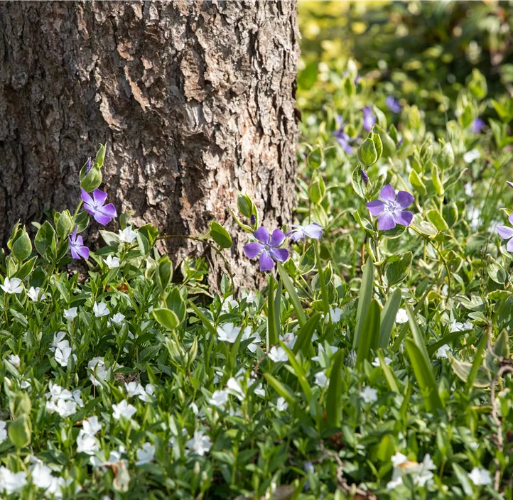 Kleines Garten-Immergrün 'Alba'