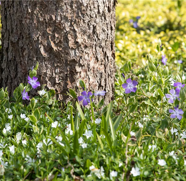 Kleines Garten-Immergrün 'Alba'