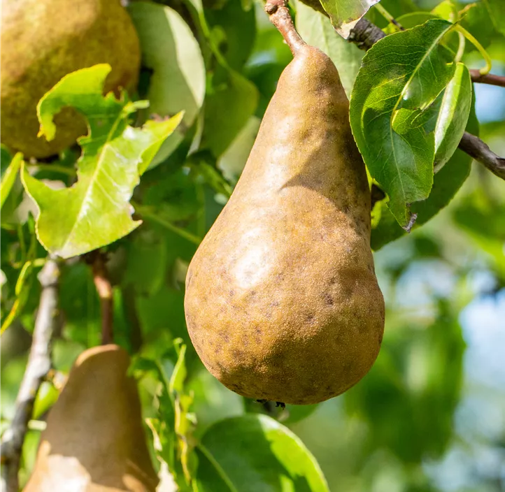 Birne 'Bosc´s Flaschenbirne'