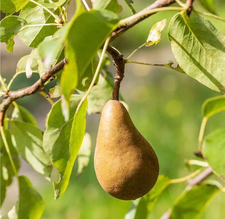 Birne 'Bosc´s Flaschenbirne'