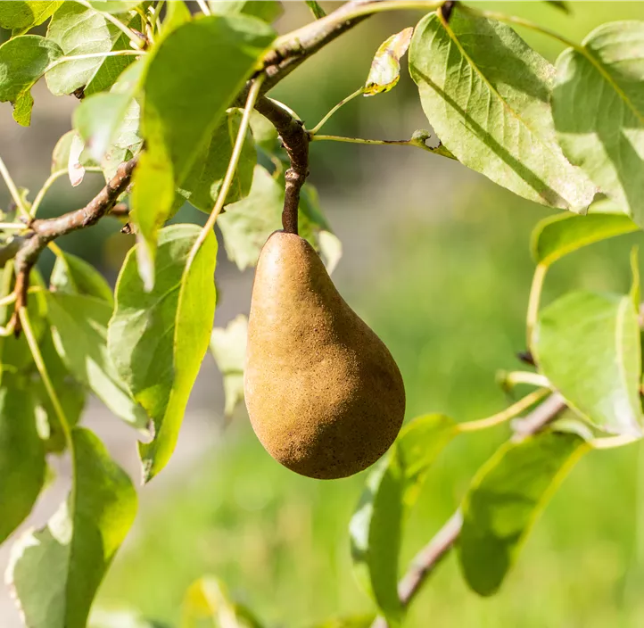 Birne 'Bosc´s Flaschenbirne'