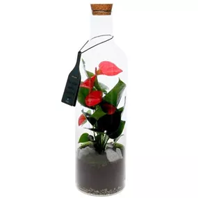 Green Bottle Anthurium Set