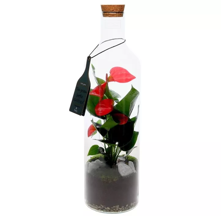 Green Bottle Anthurium Set