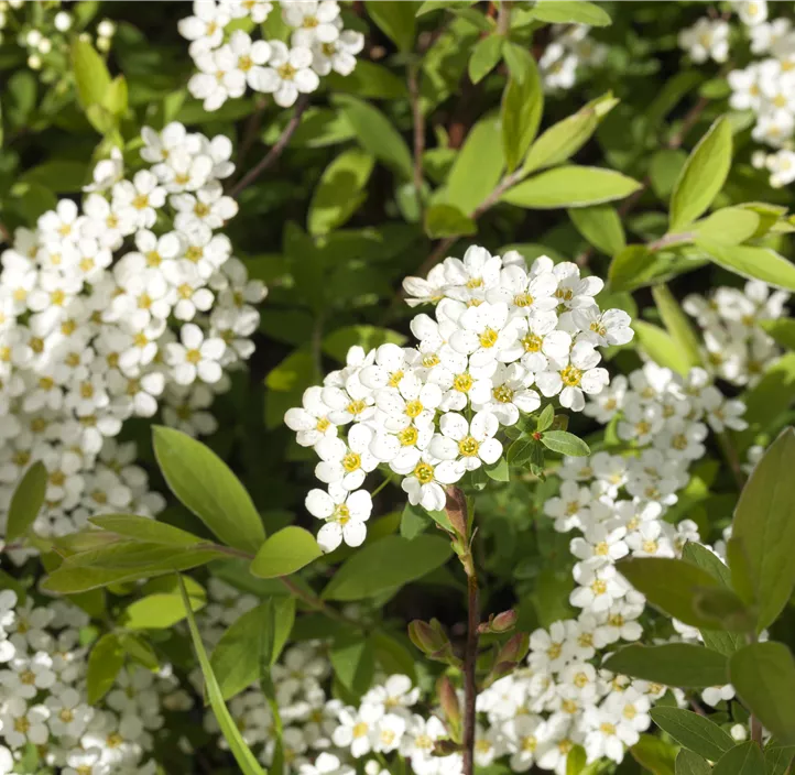 Weiße Rispenspiere 'Grefsheim'