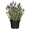 Lavendel