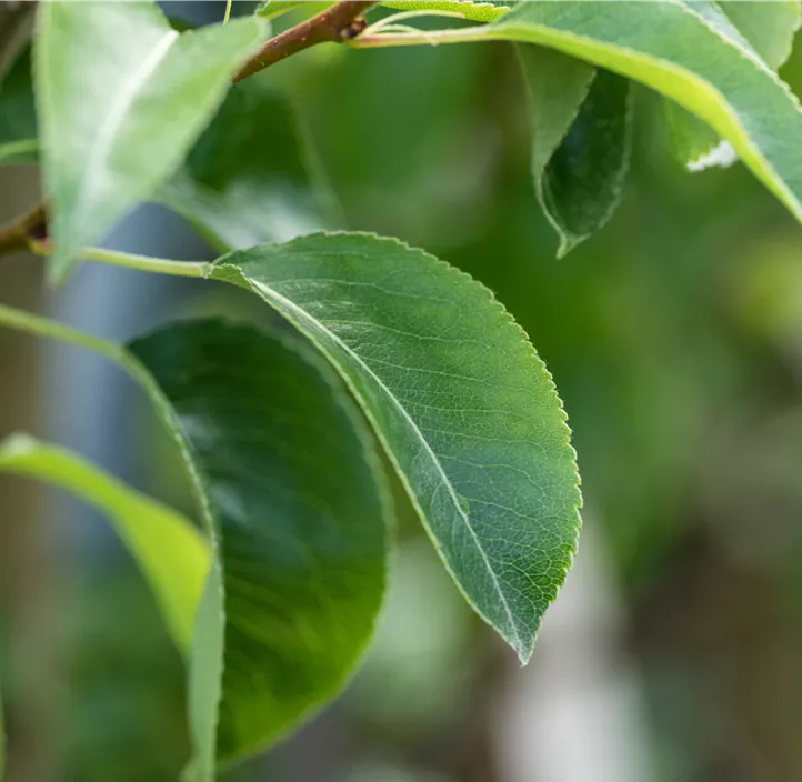 Sommerbirne 'Gute Luise'