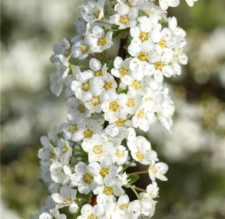 Weiße Rispenspiere 'Grefsheim'