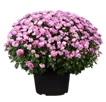 Chrysanthemen