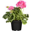 Pelargonien