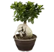 Bonsai