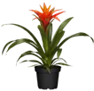 Bromelien