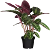 Calathea