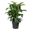 Ficus