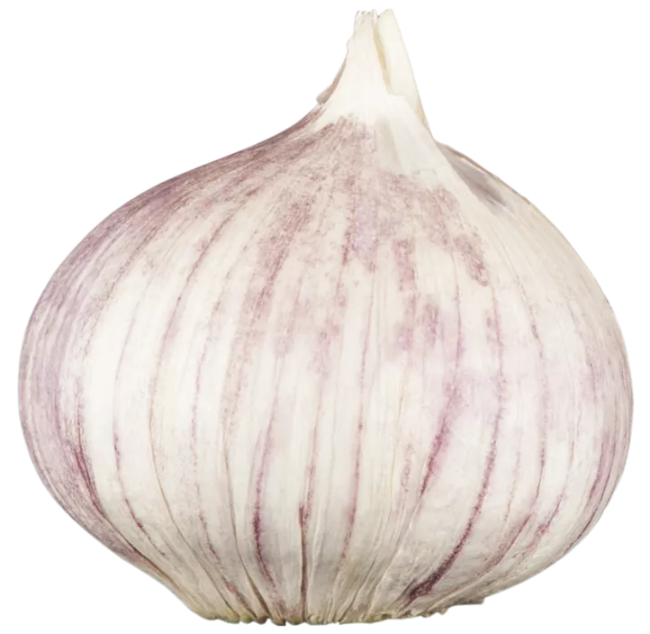 Echter Knoblauch