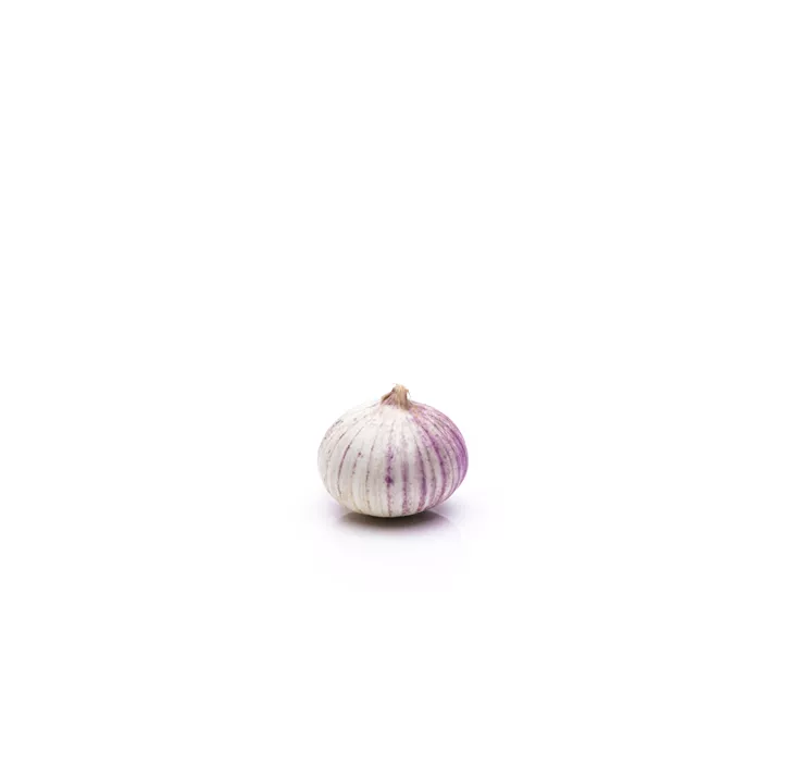 Echter Knoblauch