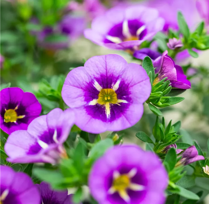 Zauberglöckchen 'Colibri™ Spark Purple'