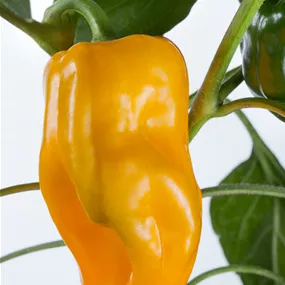 Capsicum annuum gelb Gemini