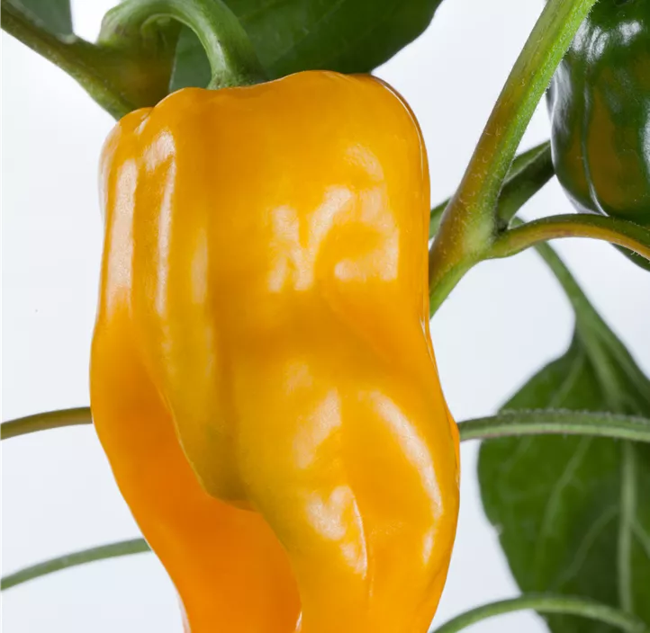 Paprika 'Gemini'