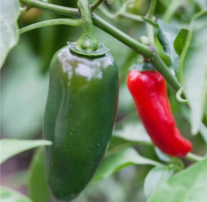 Extra-scharfe Paprika 'Jalapeno'