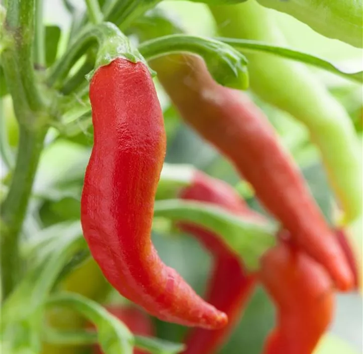 Balkonpeperoni 'Pot Pepper'