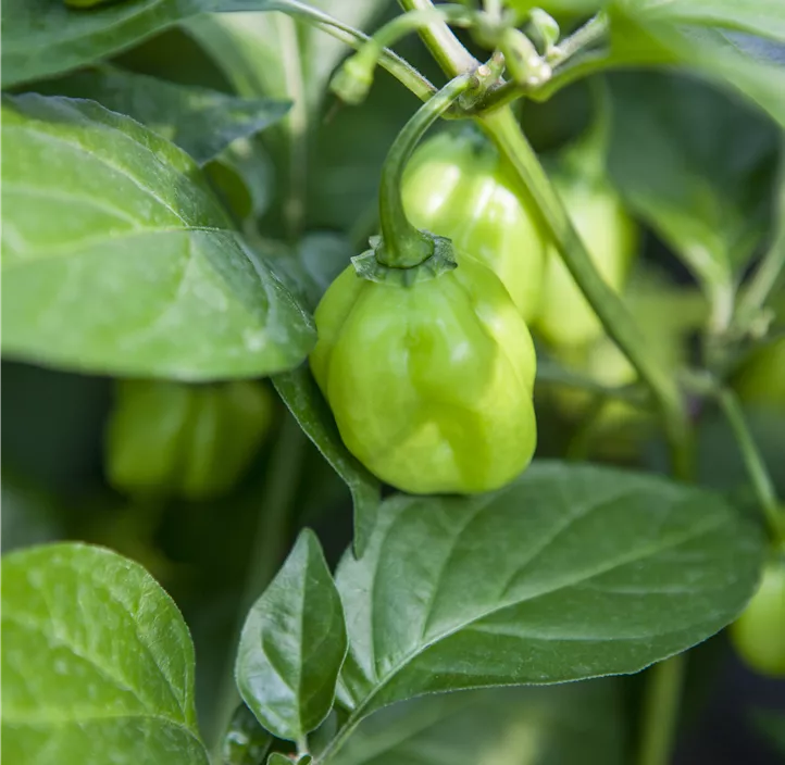 Chili 'Habanero'