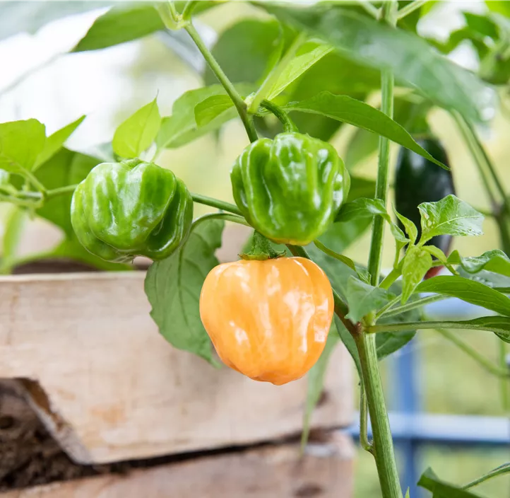 Chili 'Habanero'