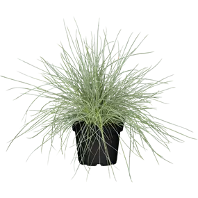 Festuca glauca Compacta Blue