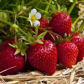 Fragaria ananassa Ostara