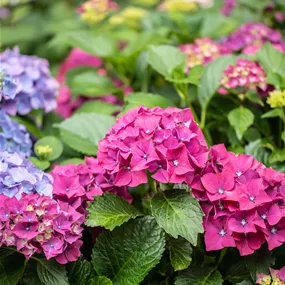 Hydrangea Forever & Ever Mix