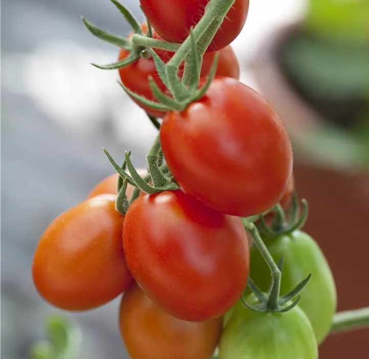 Kirschtomate 'Bolstar Baloe'