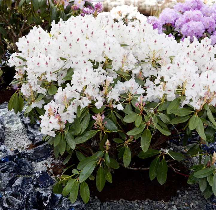 Rhododendron-Hybride 'Madame Masson'