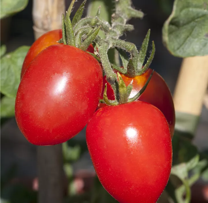 Eiertomate 'Roma'