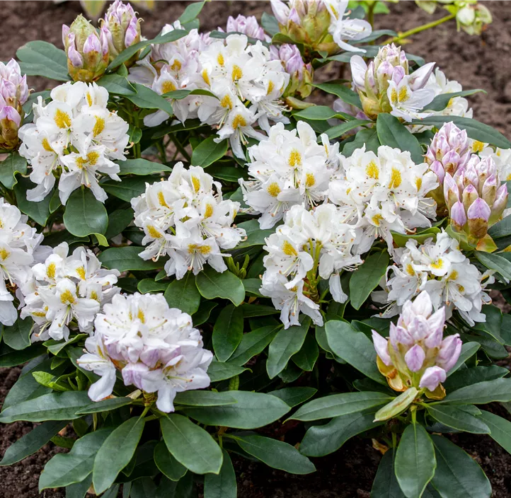 Rhododendron-Hybride 'Madame Masson'