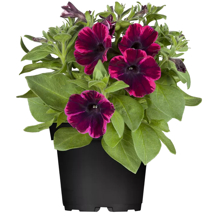 Petunie 'Sweetunia® Johnny Flame'