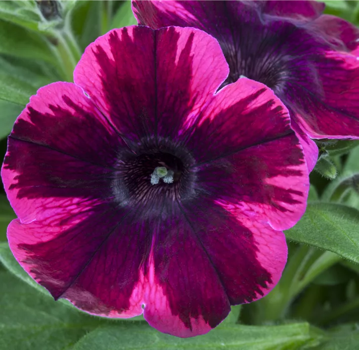 Petunie 'Sweetunia® Johnny Flame'