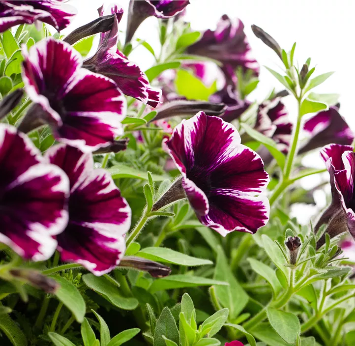 Petunie 'Sweetunia® Miss Marveousl'