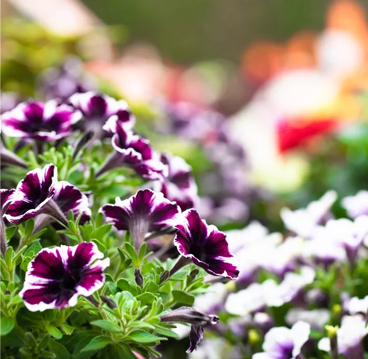 Petunie 'Sweetunia® Miss Marveousl'