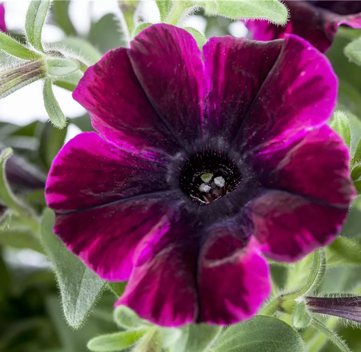 Petunie 'Sweetunia® Suzie Storm'