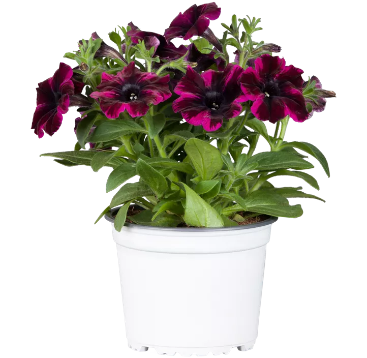 Petunie 'Sweetunia® Suzie Storm'