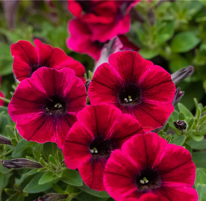 Petunie 'Sweetunia® Suzie Storm'