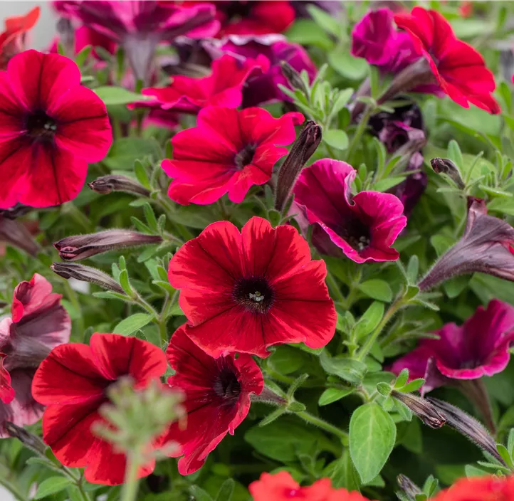 Petunie 'Sweetunia Fiona Flash'