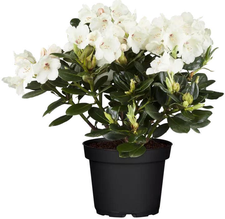 Rhododendron-Hybride 'Madame Masson'